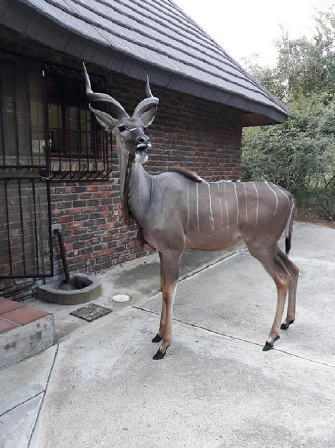 Crowe'S Nest Villa Marloth Park Exterior foto